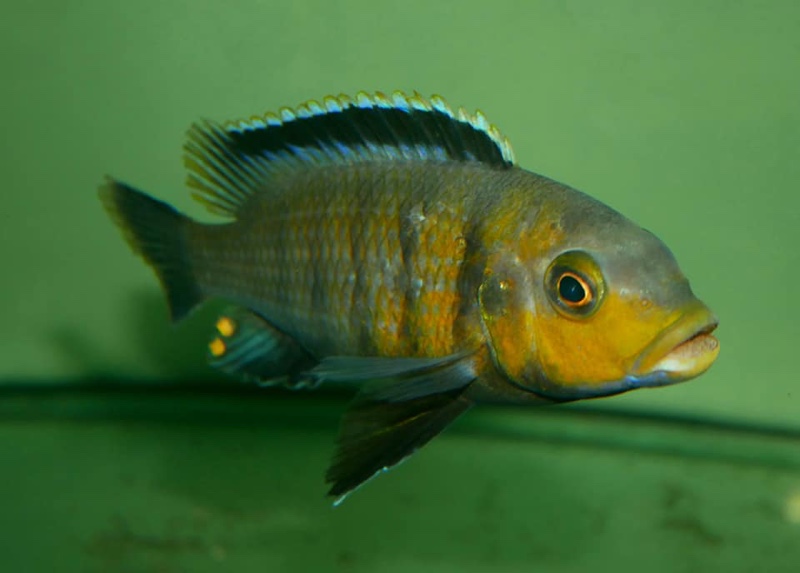 Petrotilapia genalutea 'Hongi Island'